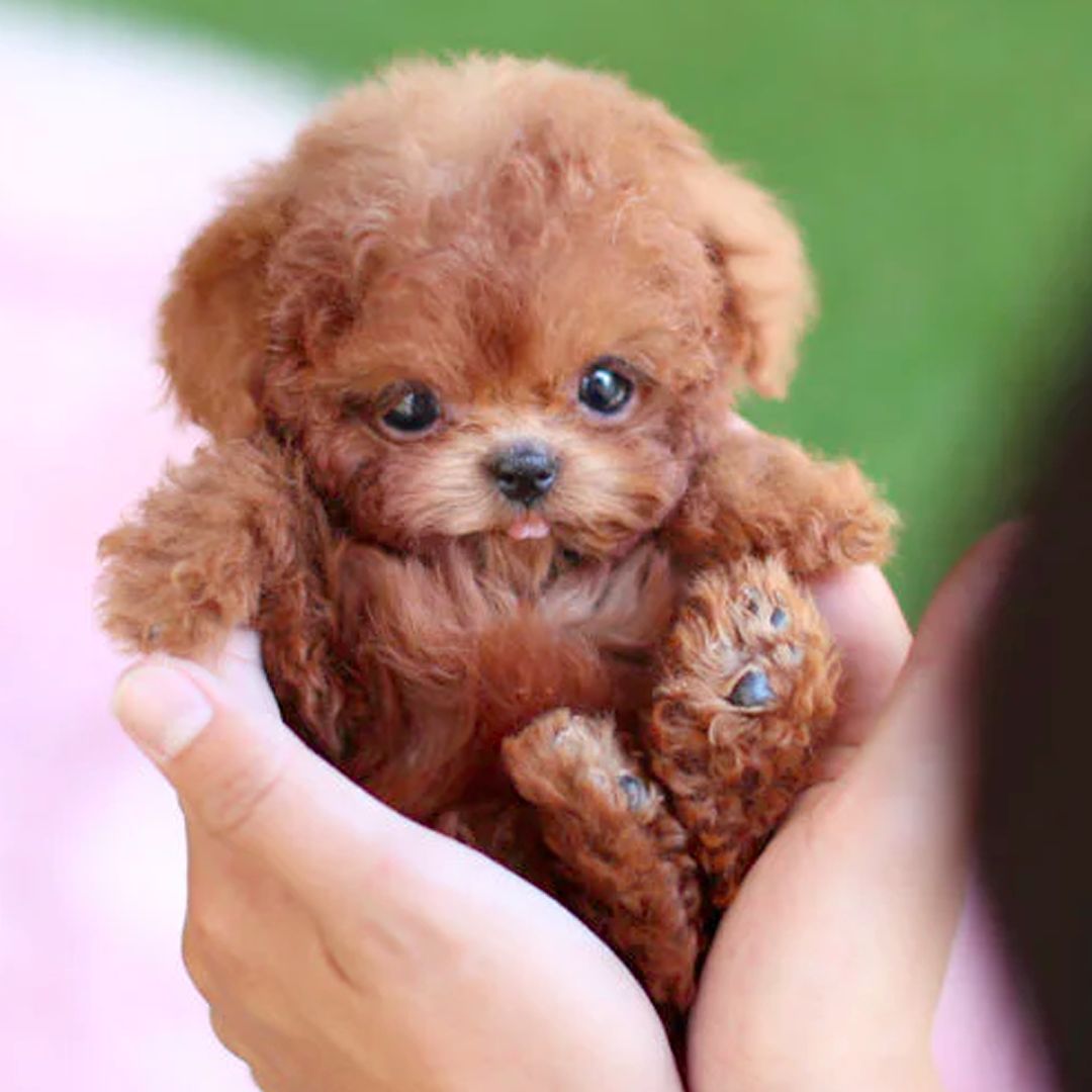 Electronic Plush Robot Puppy Walking Barking Interactive Kids Toy