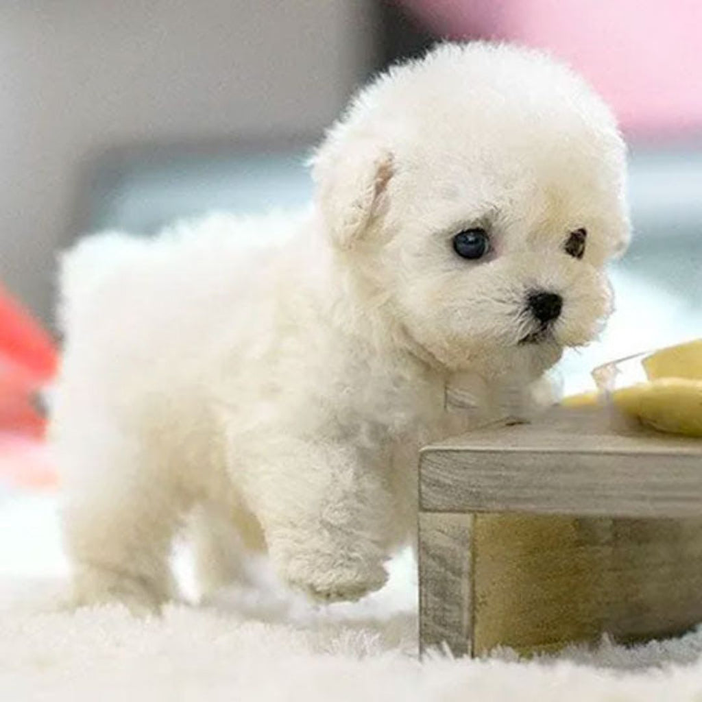 Electronic Plush Robot Puppy Walking Barking Interactive Kids Toy - Image 4
