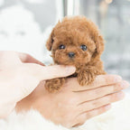 Electronic Plush Robot Puppy Walking Barking Interactive Kids Toy - Image 5